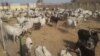 Barayin Shanu Sun Kashe Mutane 26 A Jihar Zamfara 