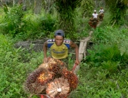 Pekerja mengumpulkan buah sawit dari kebun sawit di kawasan transmigrasi Arso, Papua, 19 April 2007. (Foto: REUTERS/Oka Barta)
