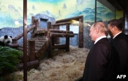 Russian President Vladimir Putin and his Chinese counterpart, Xi Jinping, attend a welcoming ceremony for two Chinese giant pandas, male Ru Yi and female Ding Ding, at the Moscow Zoo on June 5, 2019.