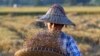 နေပြည်တော်အနီး လယ်စိုက်ခင်းတခုတွင် လုပ်ကိုင်နေသည့် လယ်သူမတဦး။ (နိုဝင်ဘာ ၉၊​ ၂၀၁၈) (AP)