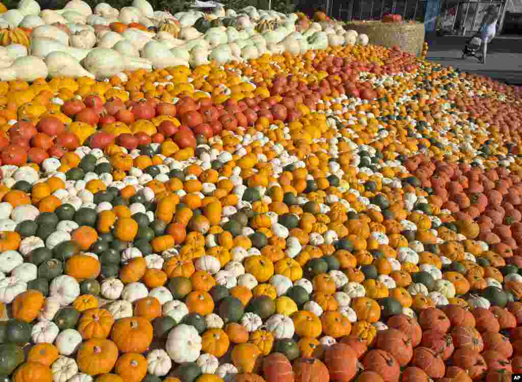 Pumpkins are displayed at the horticultural exhibition 'Ega' in Erfurt, central Germany.