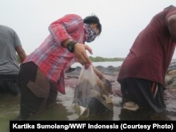 Ditemukan sampah dengan seberat total 5,9 kilogram dari perut paus yang didominasi sampah plastik, Wakatobi, Sulawesi Tenggara, Selasa, 20 November 2018. (Foto: Kartika Sumolang/WWF Indonesia)