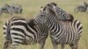 Naučnici prave "lične karte" za zebre i nosoroge