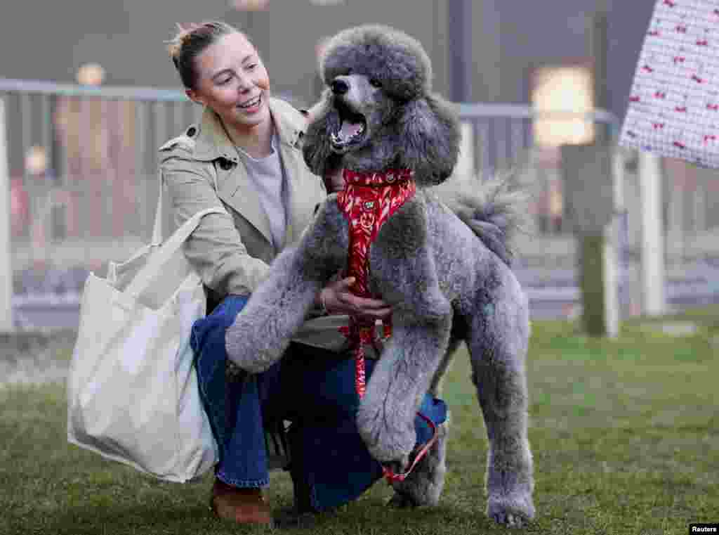 Пудлица за време од првиот ден на саемот за кучиња „Crufts“ во Бирмингем, Британија.