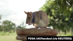 Magawa, seekor tikus penghirup bau ranjau terlihat di Siem Reap, Kamboja, (Foto: PDSA UK via REUTERS)