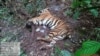 Lagi, Harimau Sumatra di Riau Mati Terjerat