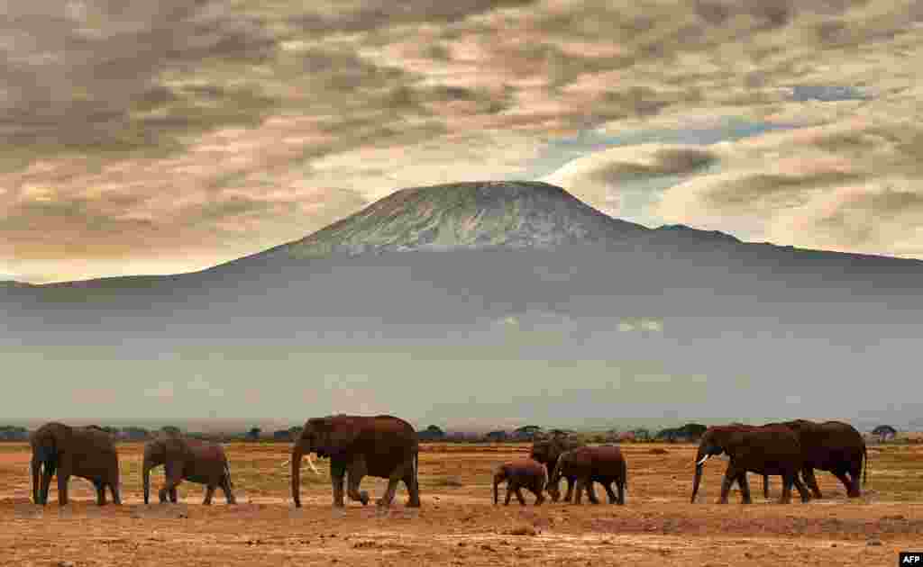 A herd of elephants walk in front of Mount Kilimanjaro in Amboseli National Park, Kenya.