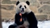 Pandas are back in Washington, delighting National Zoo visitors