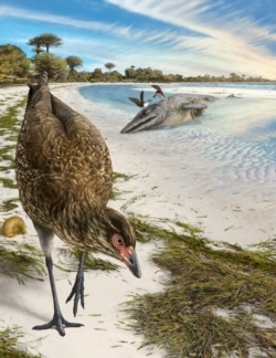 Rekonstruksi burung Asteriornis maastrictensis oleh seniman dalam foto yang dirilis kepada Reuters, 17 Maret 2020. (Foto: Phillip Krzeminski via Reuters)