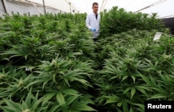Ganja untuk keperluan medis legal di 30 negara bagian Amerika.(Foto: Reuters)