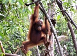 Orangutan bermain di pohon di pusat International Animal Rescue di luar kota Ketapang di Kalimantan Barat, 4 Agustus 2016. (Foto: AFP/Bay Ismoyo)