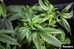 FILE - Marijuana plants for sale are displayed at the medical marijuana farmers market at the California Heritage Market in Los Angeles, July 11, 2014.