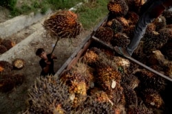 Seorang pekerja memuat buah sawit di sebuah perkebunan kelapa sawit. (Foto: Antara/Sahrul Manda Tikupadang)