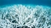Bleached coral is photographed on Australia's Great Barrier Reef near Port Douglas, Feb. 20, 2017 in this handout image from Greenpeace.