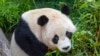 Panda bernama Yun Chuan, telah tiba di kebun binatang San Diego, pada 3 Juli 2024. (Foto: Ken Bohn/San Diego Zoo Wildlife Alliance via AP)