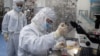 Pengujian vaksin COVID-19 di laboratorium Sinovac Biotech, Beijing, 29 April 2020. (Foto: dok).