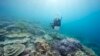 Mass bleaching detected on Australia’s Great Barrier Reef