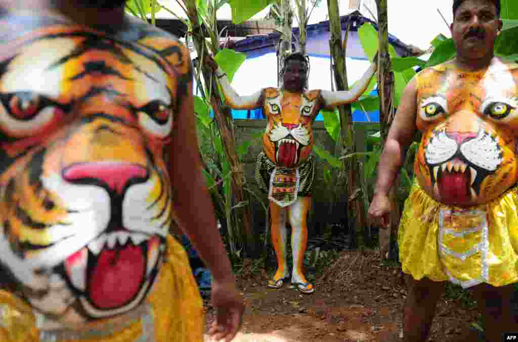 Indian performers wearing body-paint depicting tigers wait for the artwork to dry as they prepare to take part in the 'Pulikali', or Tiger Dance, in Thrissur, Sept. 17, 2016.