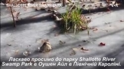 Щоб вижити у морози, алігатори висовують свої носи з під криги. Відео