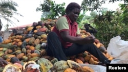 Wani manomi yana aikin noman koko a kauyen Ntui, Kamaru.
