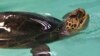 FILE - A rehabilitated green sea turtle comes up for air during a health check at Oceanworld Manly in Sydney, Australia, May 23, 2012. 
