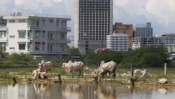អាកាសធាតុប្រែប្រួល៖ ជំនន់ទឹកភ្លៀងកើតឡើងញឹកញាប់