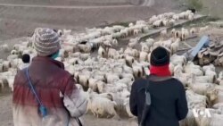 Raporta Derheqa Şivanên Afgan li Tirkîyê