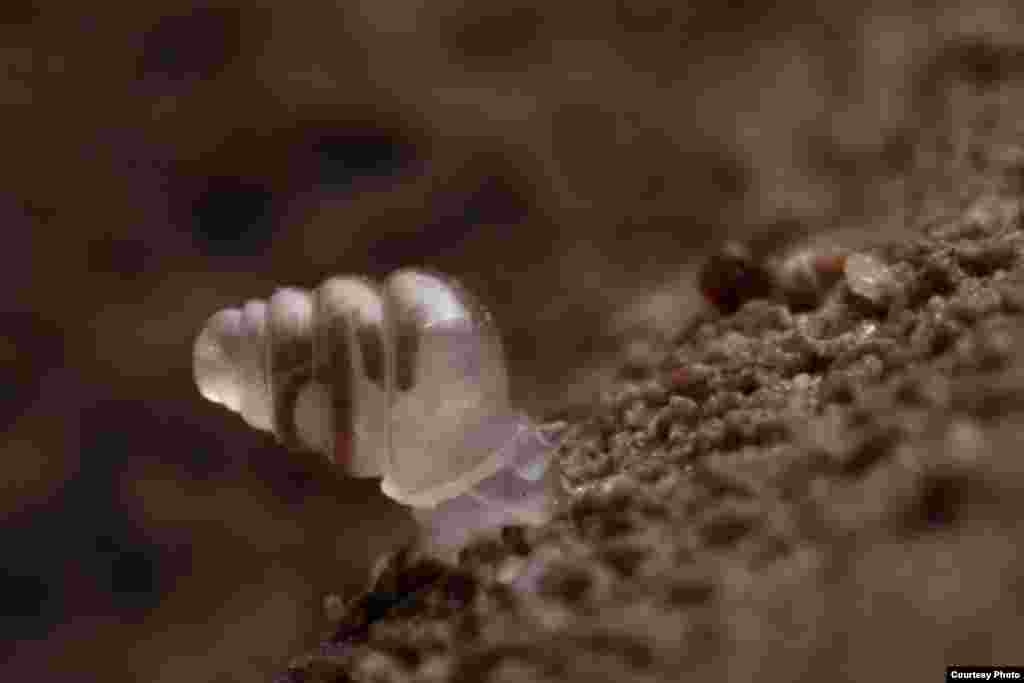 LivDomed Land Snail – ‘หอยทากดินหลังโดม’ เป็นหอยทากตัวใสขนาดเล็กที่อาศัยอยู่ในถ้ำลึกใต้ดิน 900 เมตร ในแถบตะวันตกของโครเอเชีย จัดเป็นหนึ่งในสัตว์ที่เคลื่อนที่ช้าที่สุดในโลก เพราะเคลื่อนตัวเพียงไม่กี่มิลลิเมตรต่อหนึ่งสัปดาห์