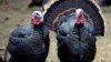 A giant, flying turkey as tall as a kangaroo is one of five extinct birds that researchers say once roamed Australia more than 3 million years ago. 