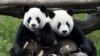 Pandas Tuan Tuan and Yuan Yuan, whose names together mean "reunion" in Chinese, sit together inside their enclosure at the Taipei City Zoo, May 19, 2009. 