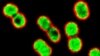 Antibiotik Umum Ampuh Melawan Infeksi 'Superbug'