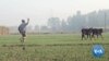 India's Farmers Threatened by Swelling Numbers of Stray Cows