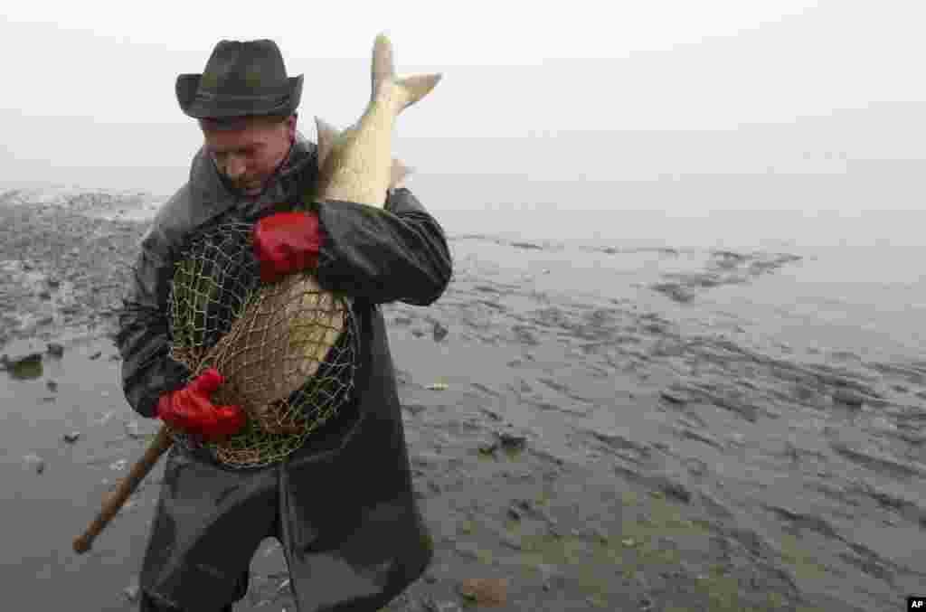 A fisherman carries a giant pike during a traditional fish haul at the Olsina pond near the village of Hodnov, Czech Republic.