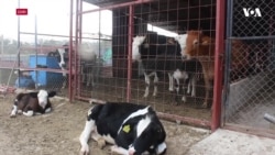 Sahipsiz Çiftlik Hayvanlarına Yuva Olan Barınak