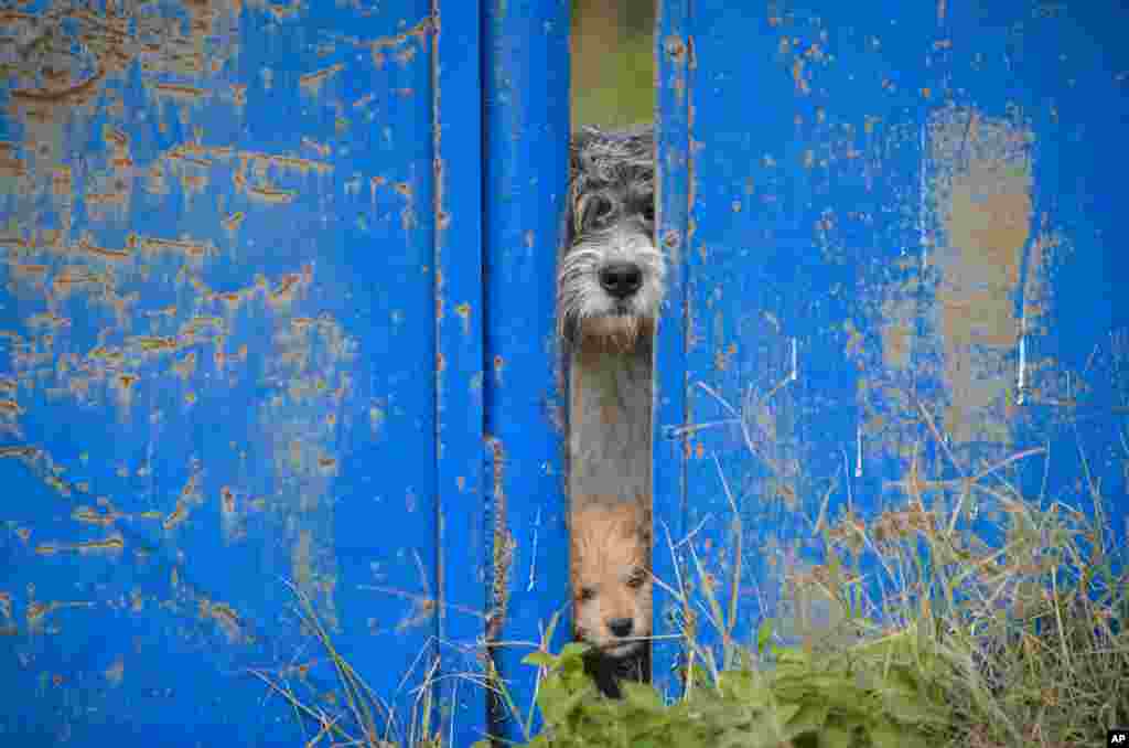 A stray dog and a puppy peer from behind a fence in Bucharest, Romania. The stray dog population of the Romanian capital is above 60 thousand according to city hall sources.