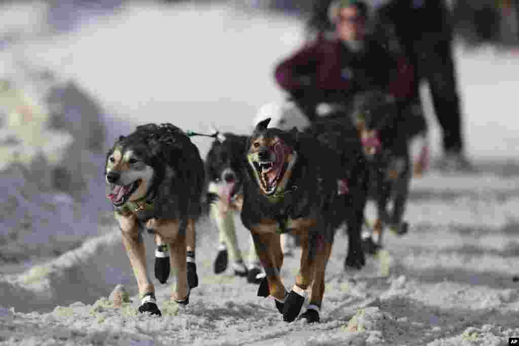 Kereta luncur salju ditarik oleh anjing-anjing yang dikendalikan Jeff Deeter (33) dari Fairbanks, Alaska, selama Perlombaan Kereta Luncur Anjing Iditarod Trail di Anchorage, Alaska. (AP) 