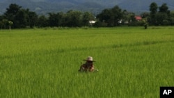 Seorang petani menyiangi sawahnya di distrik Fang, provinsi Chiang Mai, Thailand. (Foto: Dok)