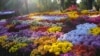 اسلام آباد میں گل داؤدی کی نمائش