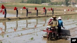 Para petani menanam padi di Chongsan Cooperative Farm di Distrik Kangso, Nampho, Korea Utara, 9 Mei 2022. Korea Utara telah menjadwalkan konferensi politik penting untuk membahas “tugas mendesak” untuk meningkatkan sektor pertaniannya. (Foto: AP)