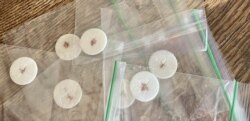 Communion hosts (wafers) with drops of wine on them, prepared for distribution on Christmas Eve and Christmas for Episcopal worshipers. (Courtesy: Rev. Lauren Stanley)
