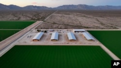 Tumpukan jerami disimpan di sebuah gudang di pertanian Al Dahra yang berada di Lembah McMullen, Arizona, pada 17 Oktober 2023. (Foto: AP/John Locher)