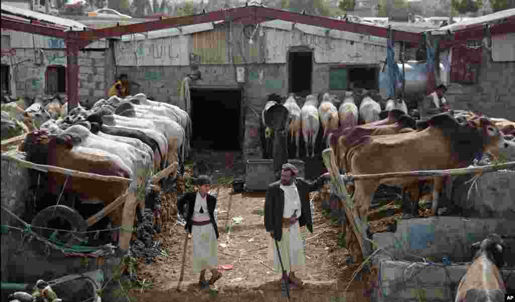 Yemeni livestock merchants wait for customers as Muslims prepare for the upcoming holiday of Eid al-Adha, or "Feast of Sacrifice," at an animal market, in Sana'a, Yemen.