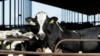 Second bird flu strain found in US dairy cattle, agriculture agency says