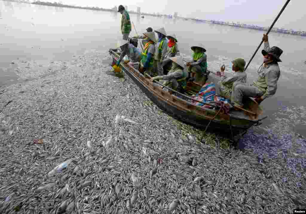 Workers collect dead fishes floating in the polluted West Lake in Hanoi, Vietnam.
