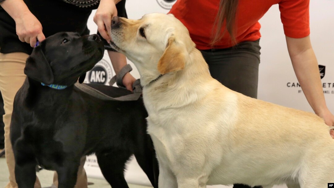 Labrador retrievers Theo, left, and Reggie are introduced as examples of the top-ranked dog breed by the American Kennel Club, in New York, March 21, 2017. Labs hed the top spot for a 26th straight year.