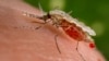 An Anopheles stephensi mosquito