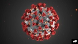 Corona virus