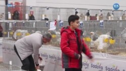 Süs Tavuklarının Güzellik Yarışı