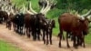 'Yan Arewa Sun Fara Maida Martani Ga Korar Fulani Daga Kudancin Najeriya