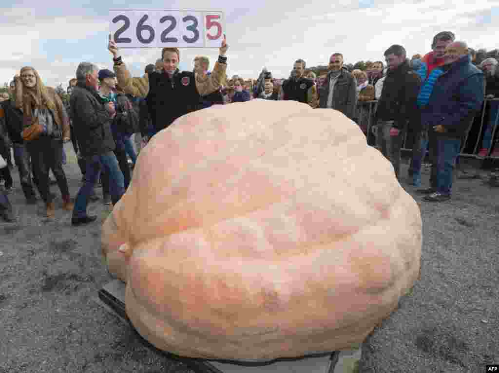 Belgian Mathias Willemijns poses with his winning giant pumpkin after the weight-off at the Giant Pumpkin European Championship in Ludwigsburg, southwestern Germany. Willemjins' pumpkin has the new world record weight of 1.190,5 kg.